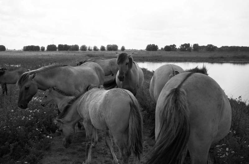 21-06-2021-06-20L1001854